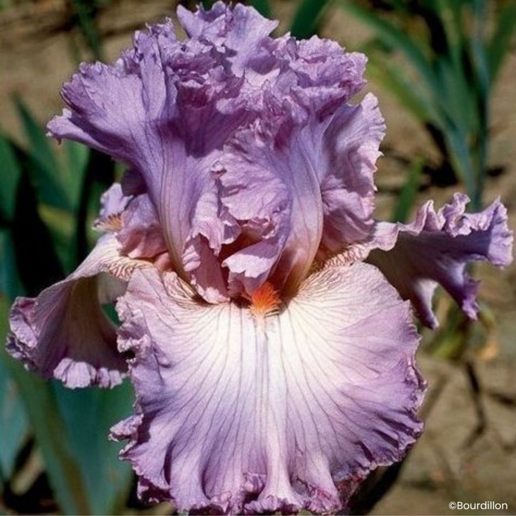 Iris germanica Vienna Waltz - Giaggiolo paonazzo