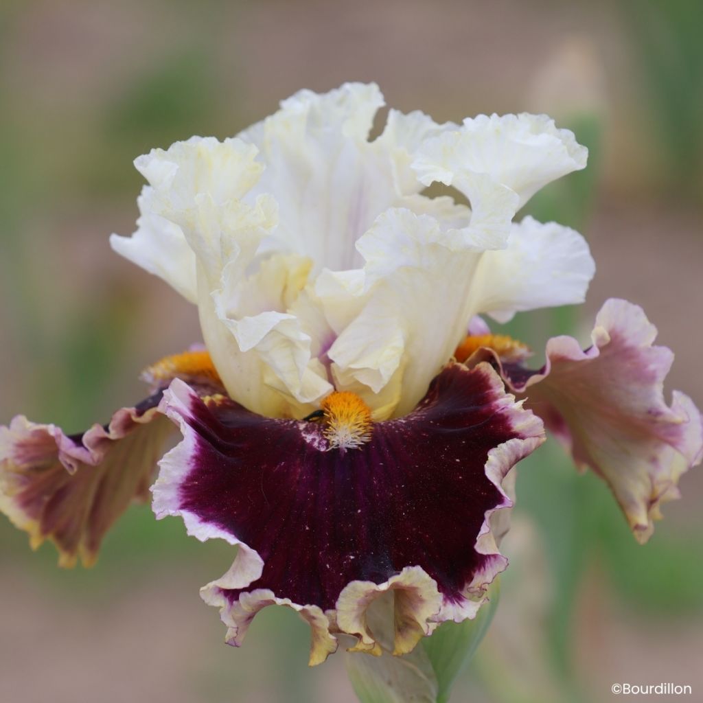 Iris germanica When Doves Cry - Giaggiolo paonazzo