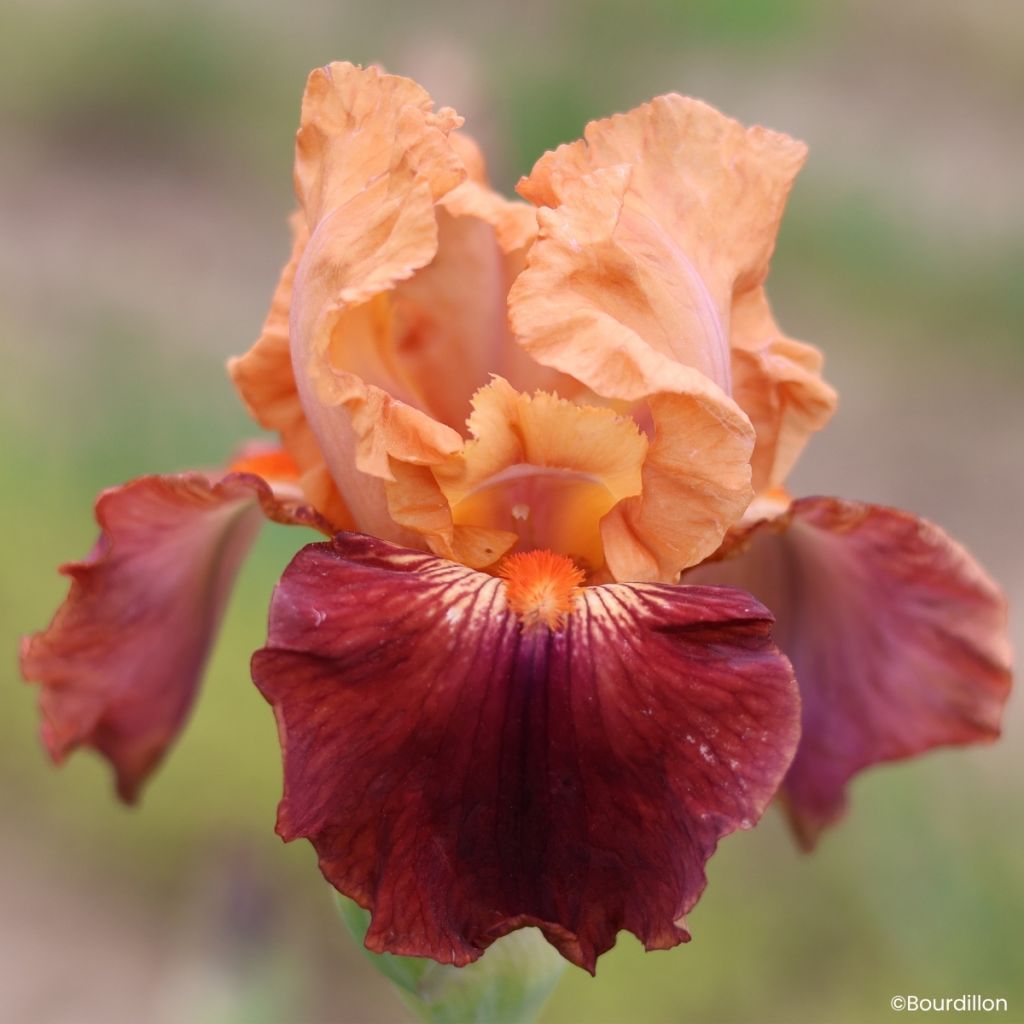 Iris germanica Apricot Toping - Giaggiolo paonazzo
