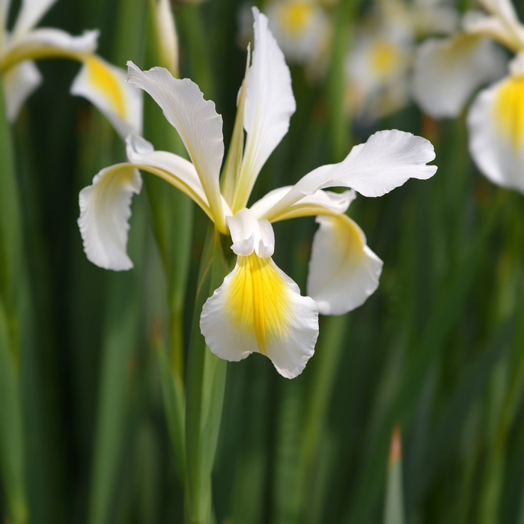 Iris ochroleuca  (orientalis)