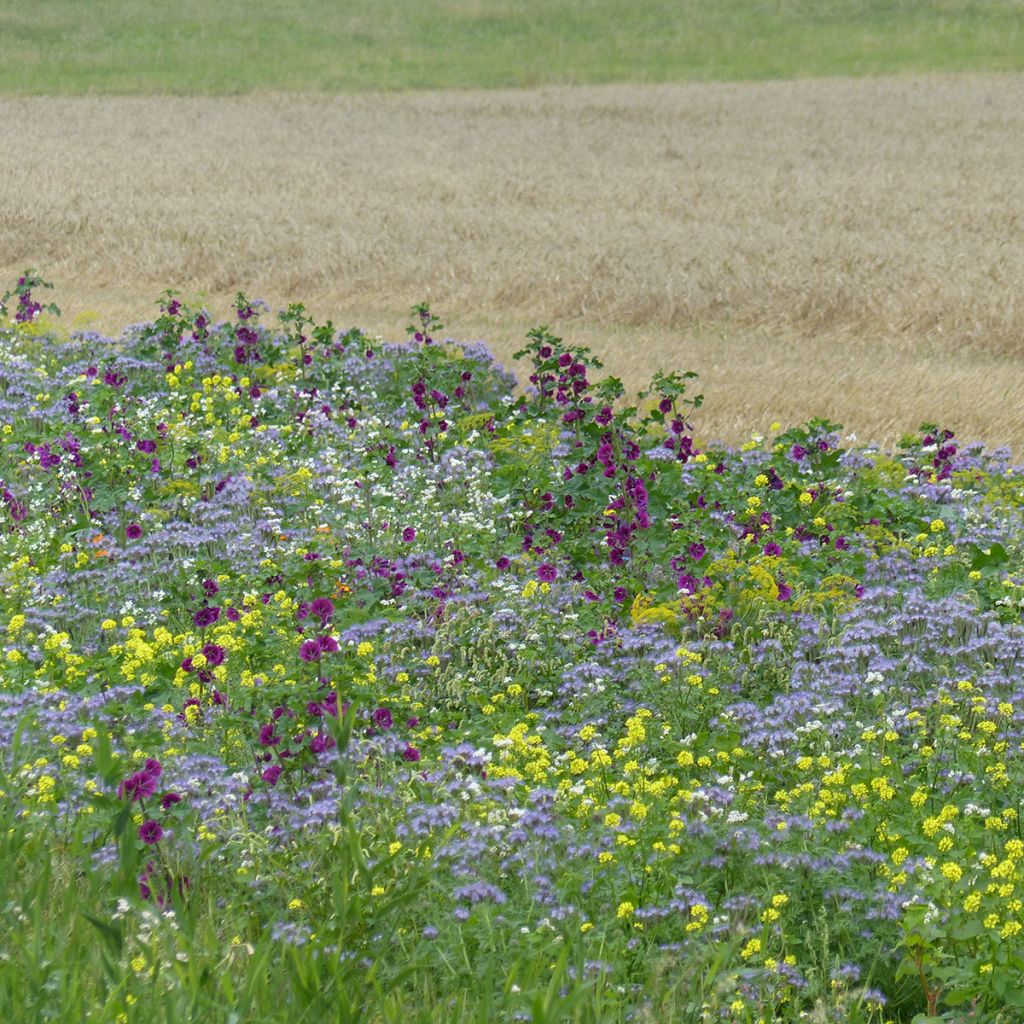 Riposo con specie mellifere Tübinger