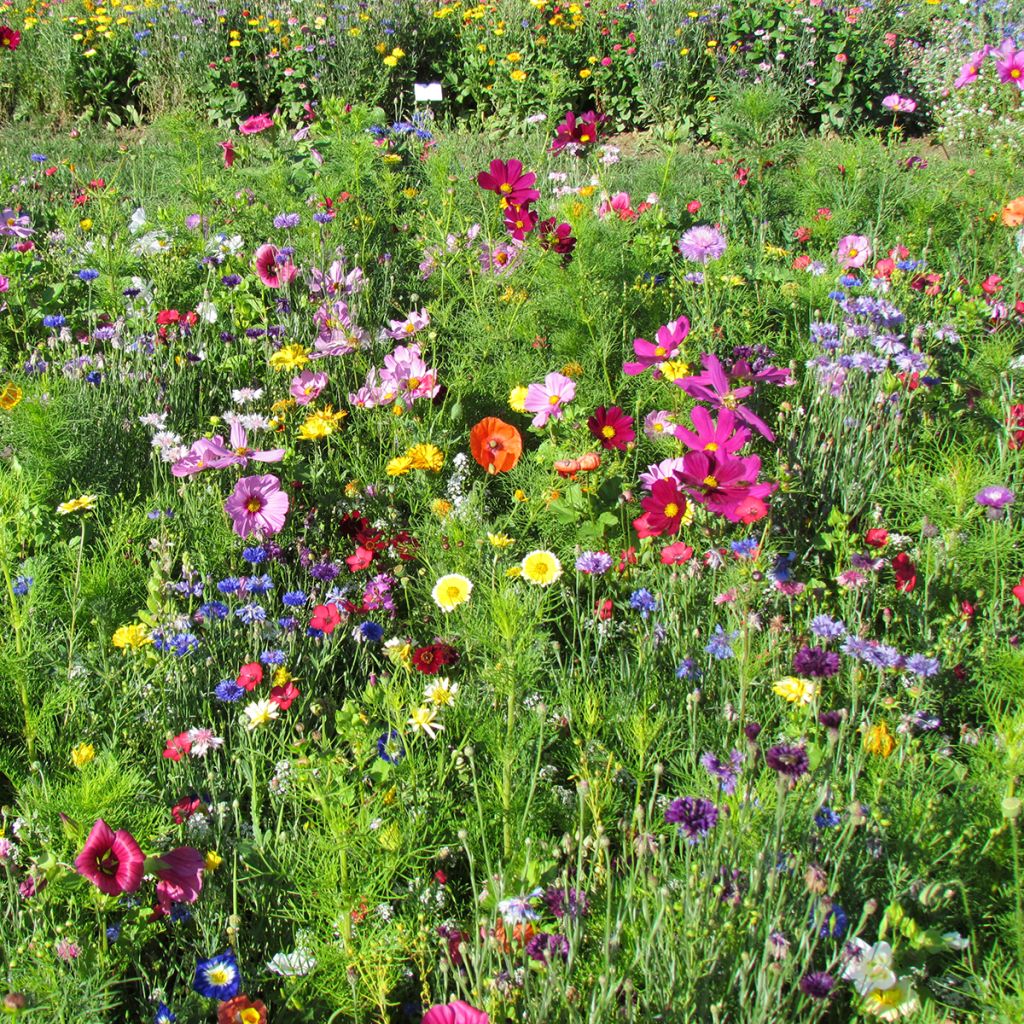 Prato di fiori alti Colori di Francia produzione francese