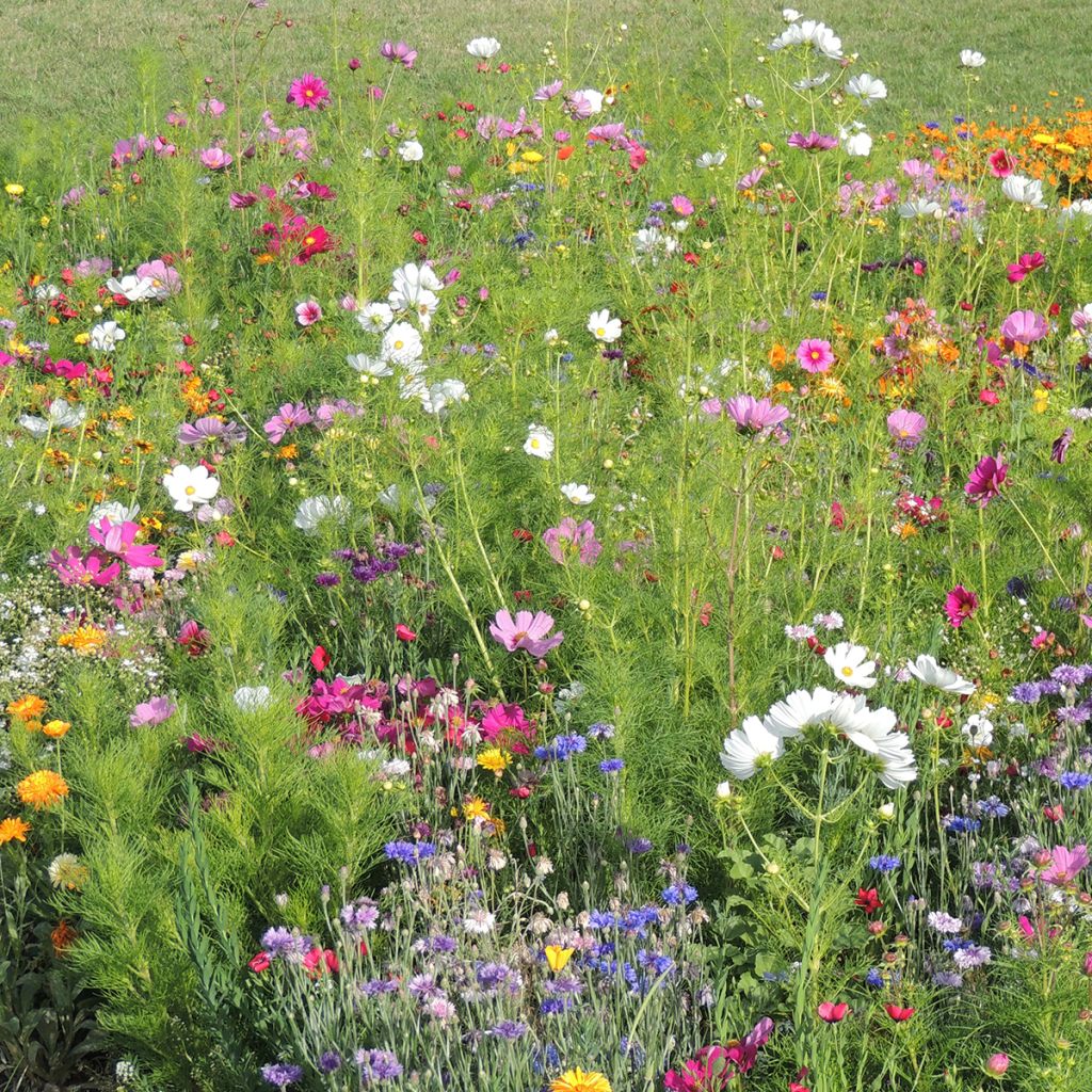 Prato di fiori alti Colori di Francia produzione francese