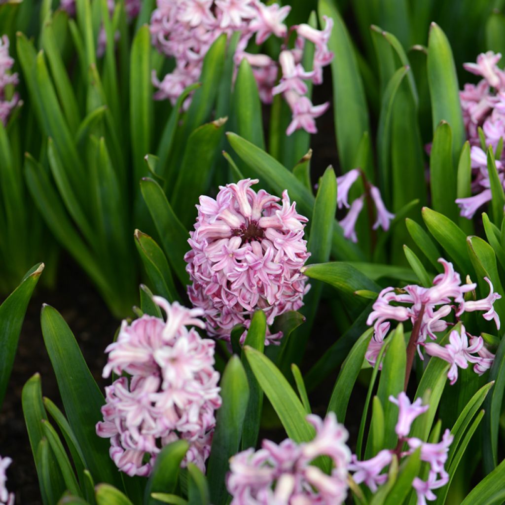 Giacinto Anna Liza - Hyacinthus