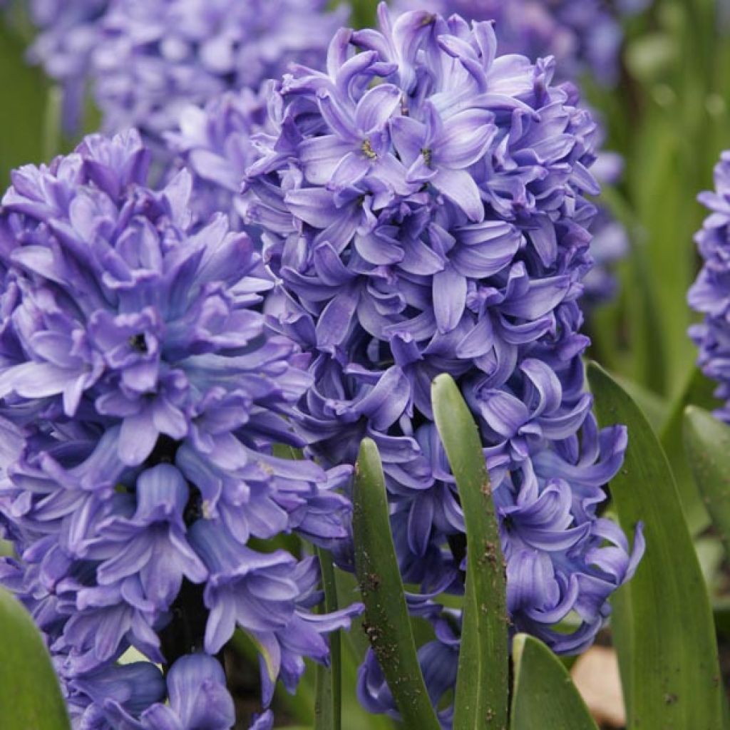 Giacinto Delft Blue - Hyacinthus