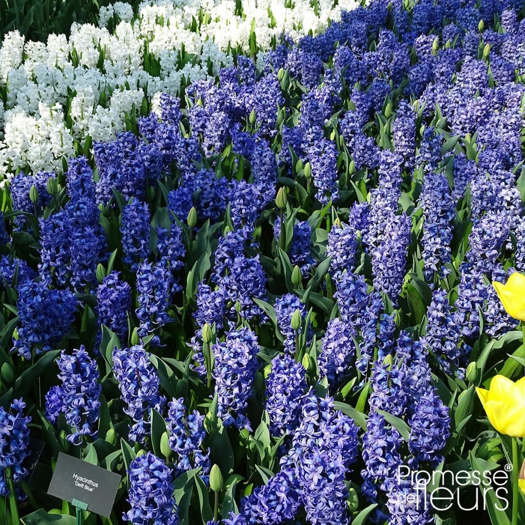 Giacinto Delft Blue - Hyacinthus