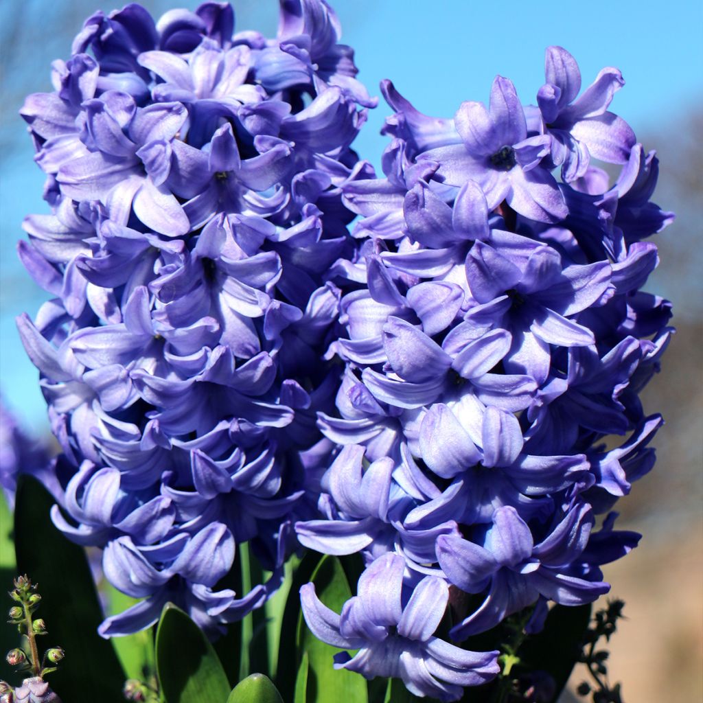 Giacinto Delft Blue - Hyacinthus