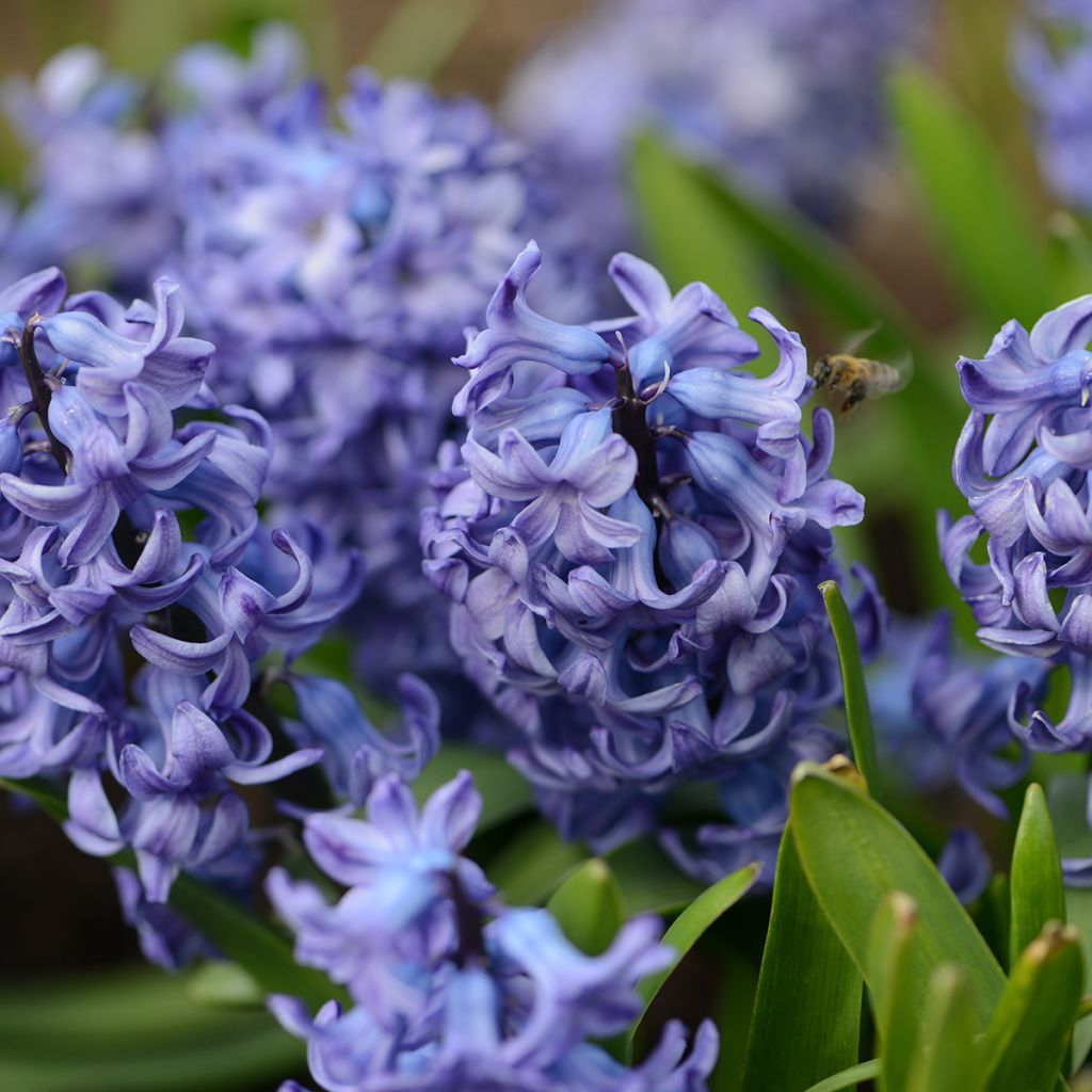 Giacinto Delft Blue - Hyacinthus