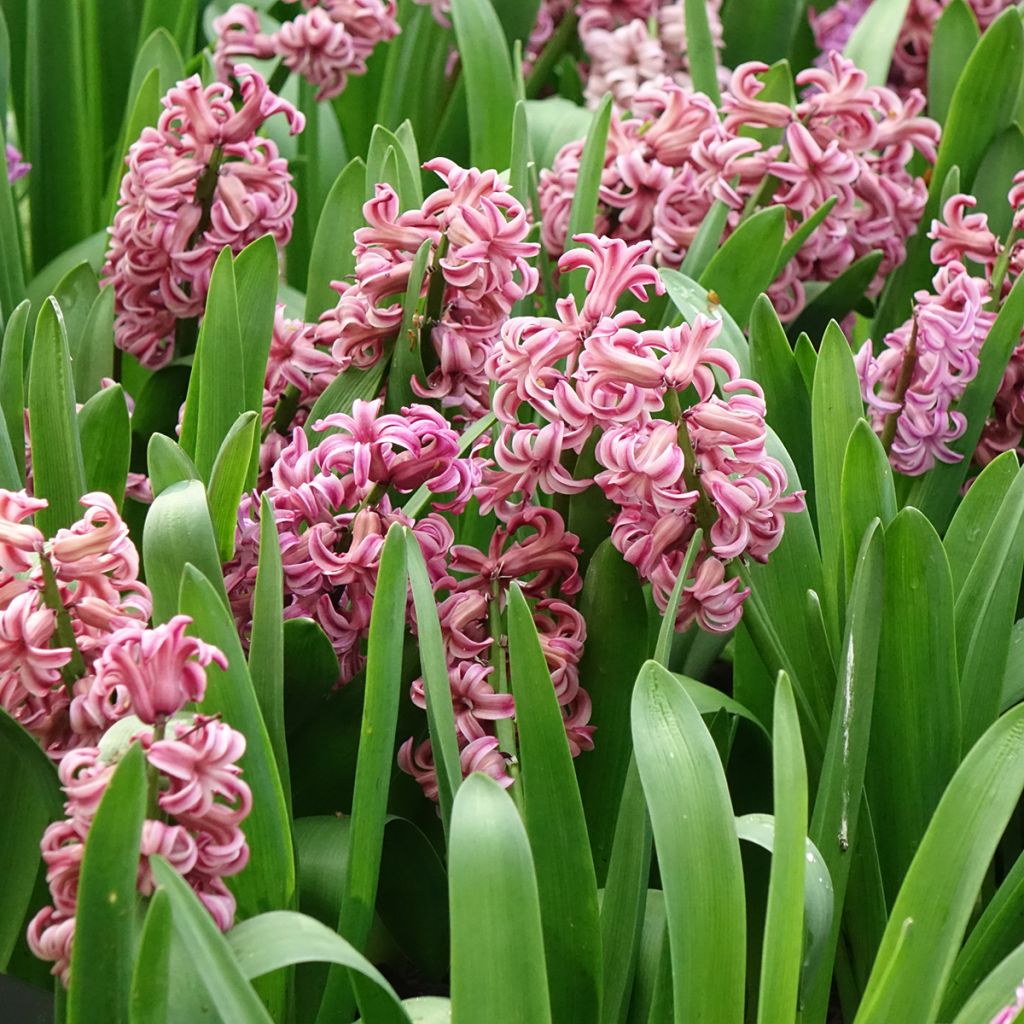 Giacinto Anna Liza - Hyacinthus