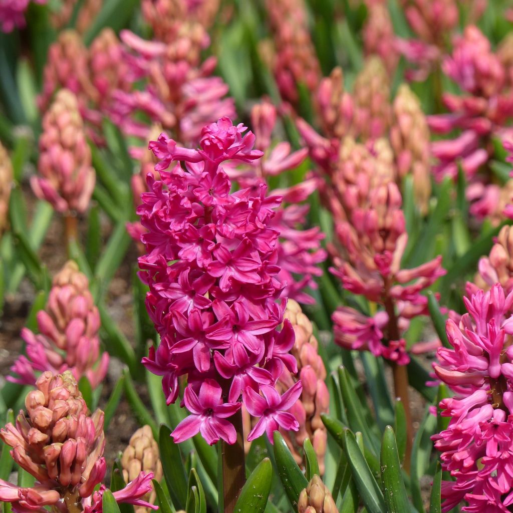 Giacinto Jan Bos (forzato) - Hyacinthus