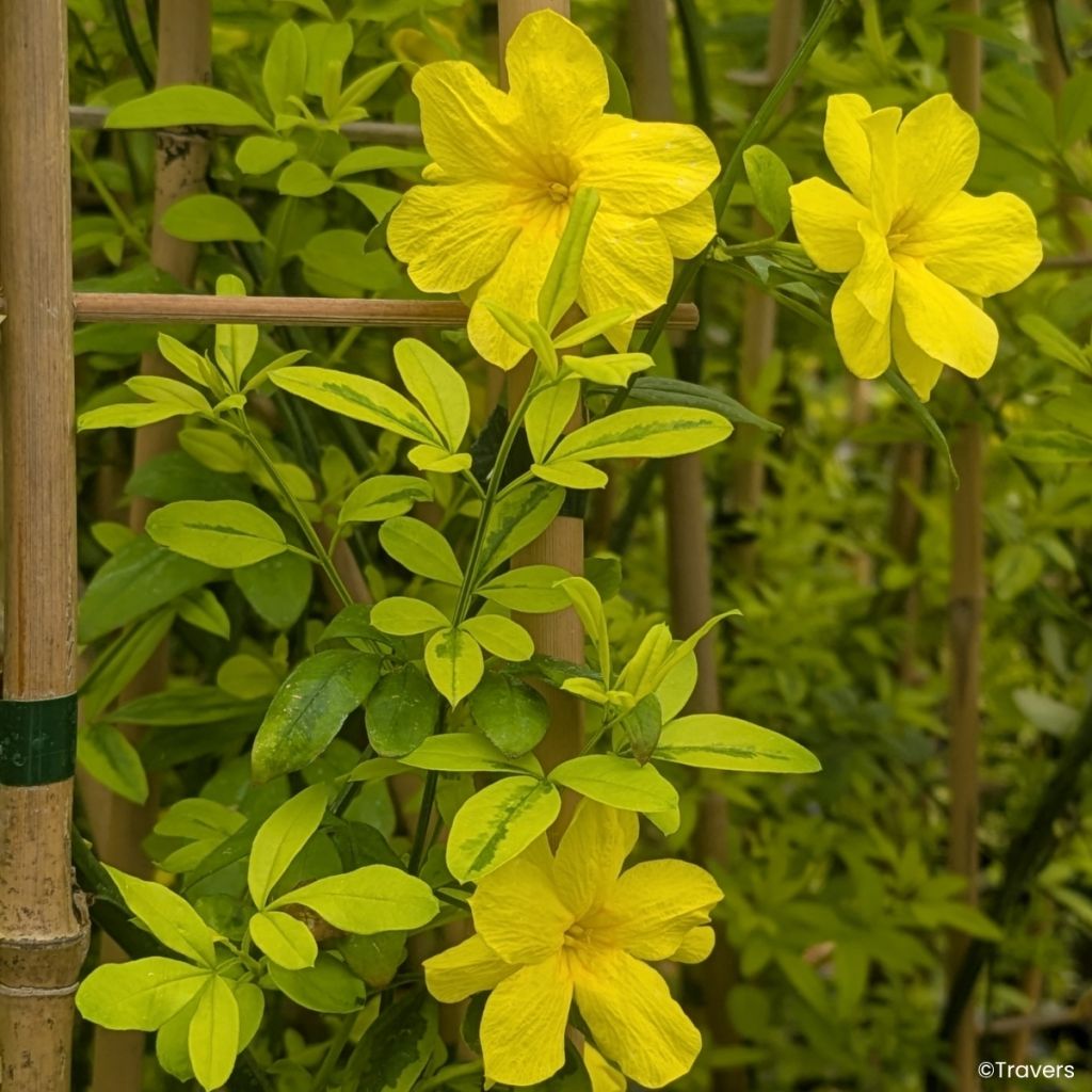 Jasminum mesnyi Goldtouch - Gelsomino di Mesny