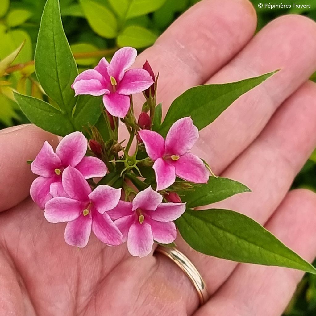 Jasminum stephanense Starry Summer Scent - Gelsomino