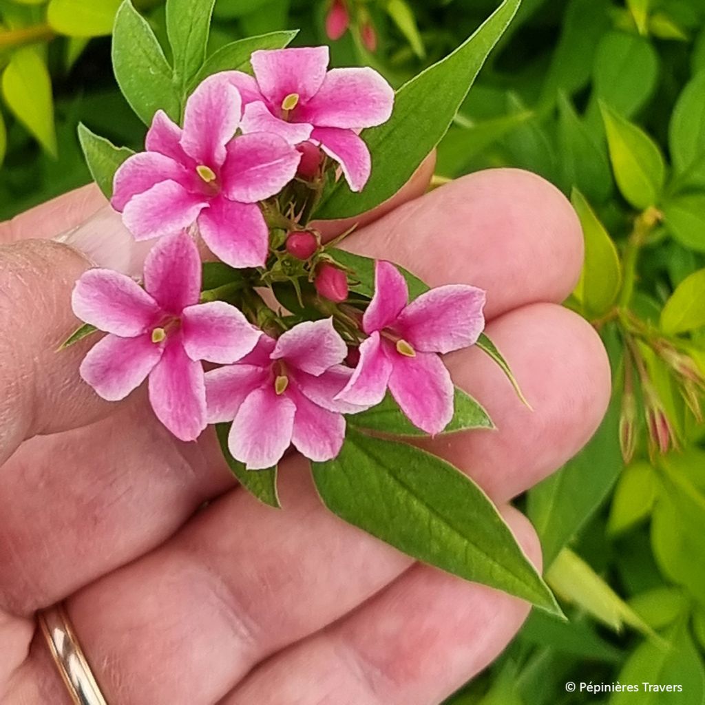 Jasminum stephanense Starry Summer Scent - Gelsomino