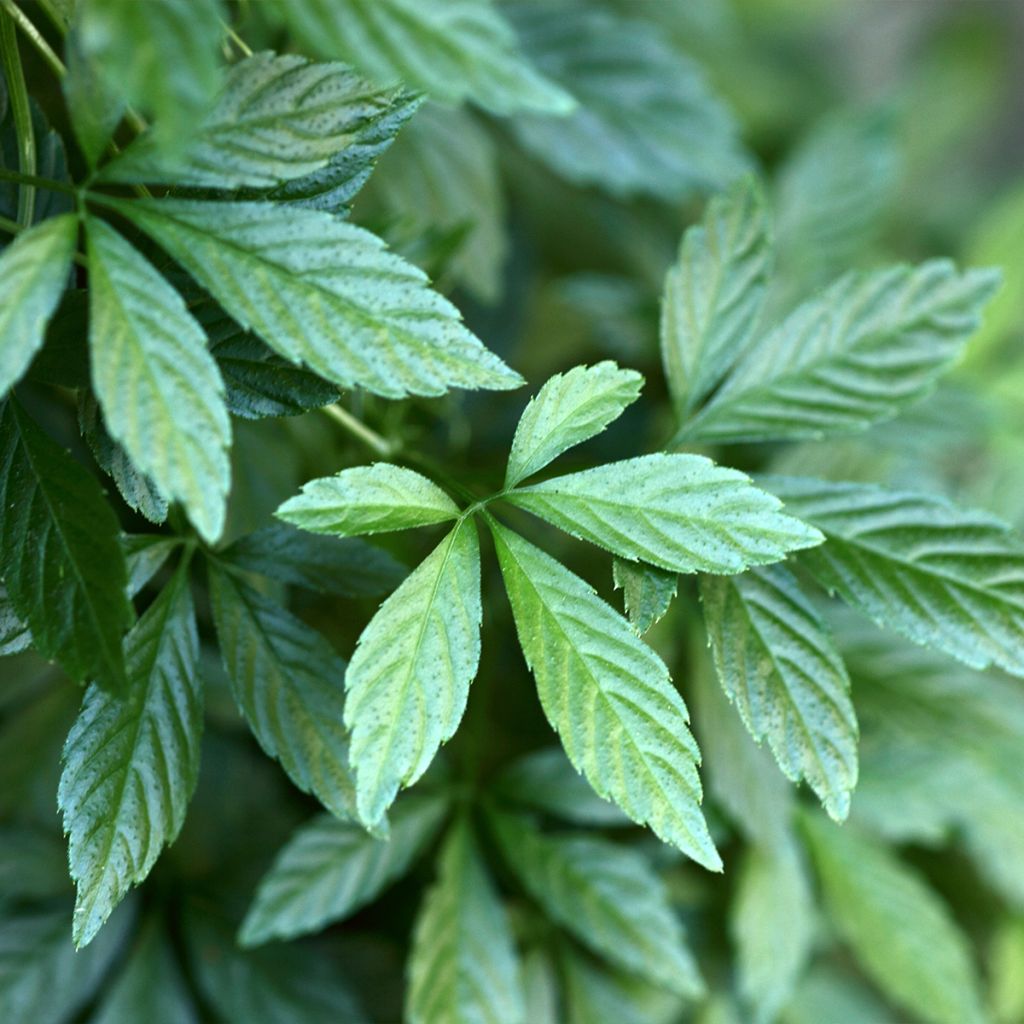 Gynostemma pentaphyllum - Ginpent