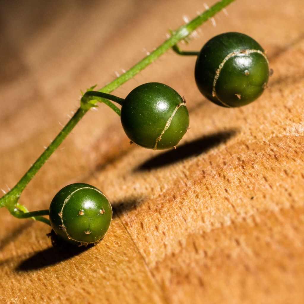 Gynostemma pentaphyllum - Ginpent