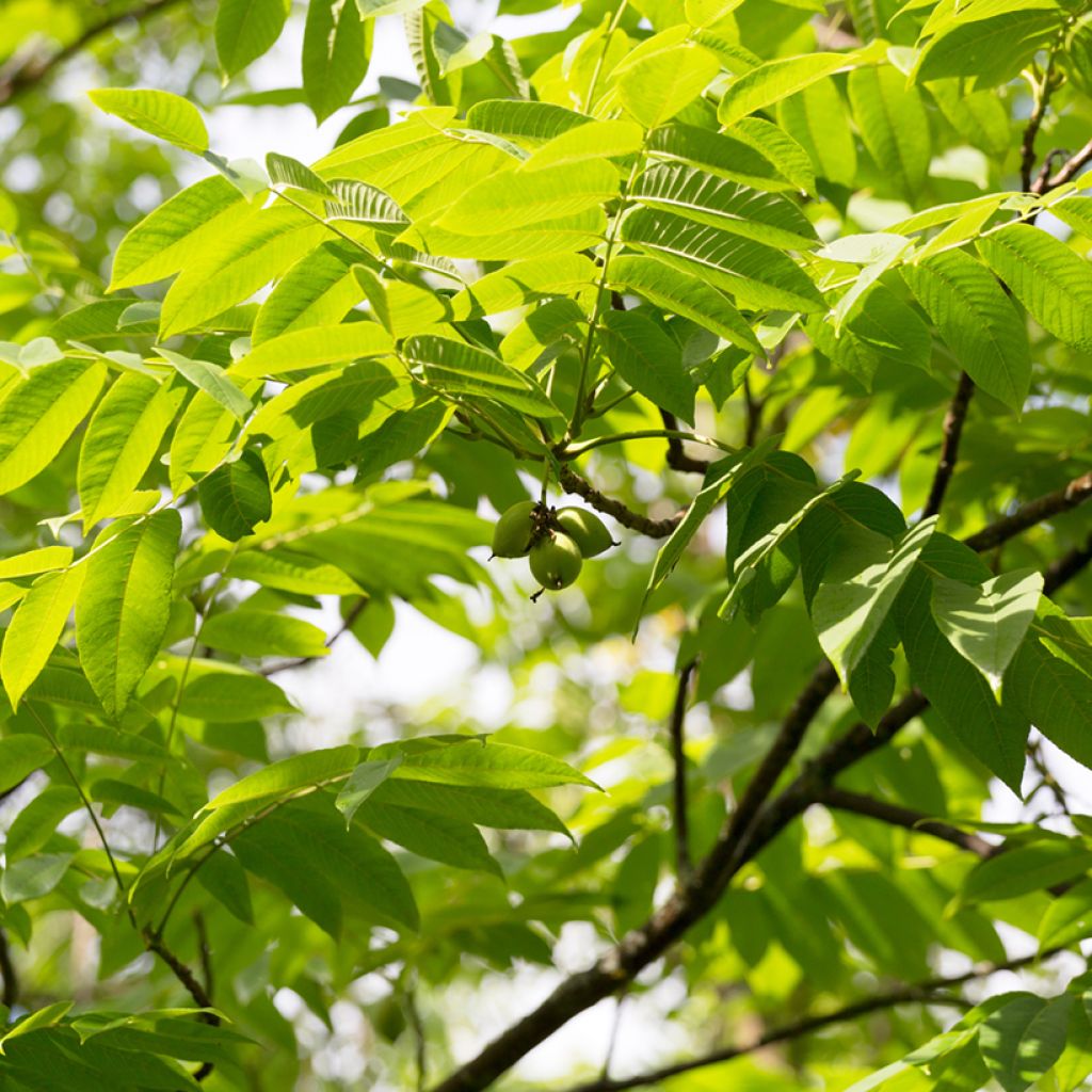 Juglans cinerea - Noce cenerino