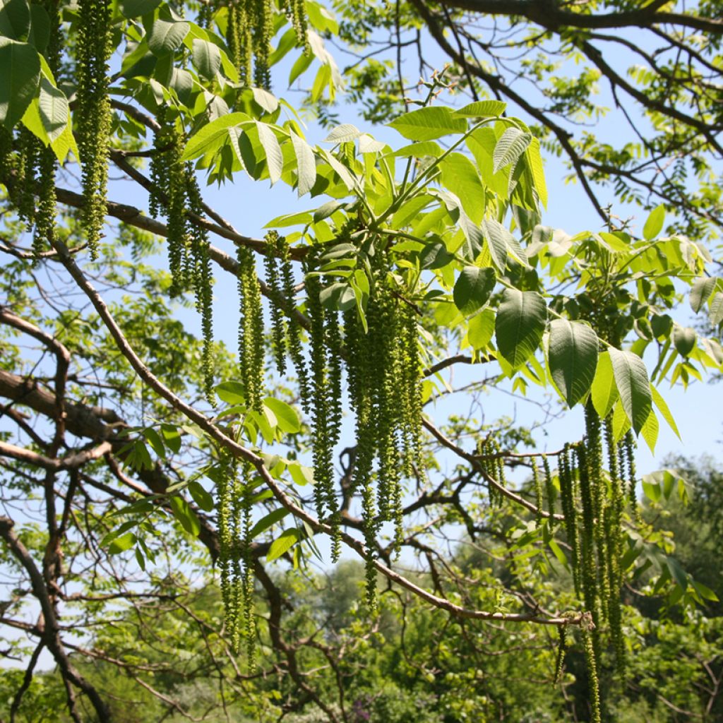 Juglans cinerea - Noce cenerino
