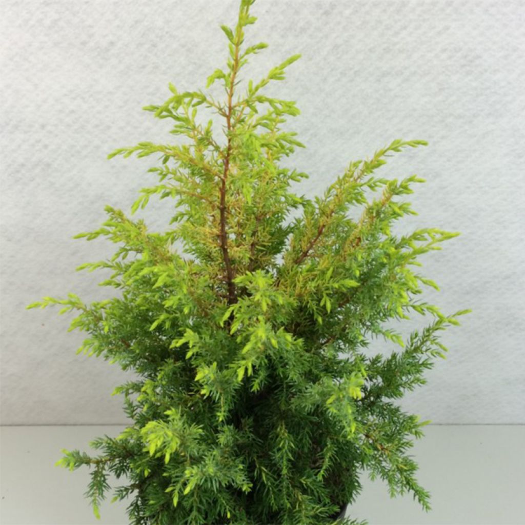 Juniperus communis Gold Cone - Genévrier commun