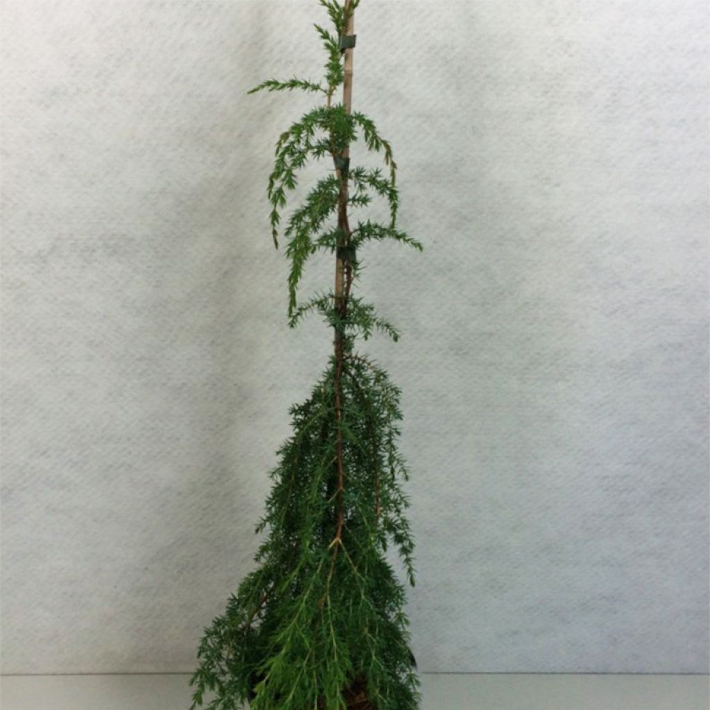 Juniperus communis Horstmann - Genévrier commun