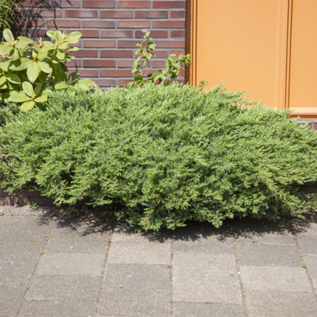 Genévrier des plages - Juniperus conferta Blue Pacific