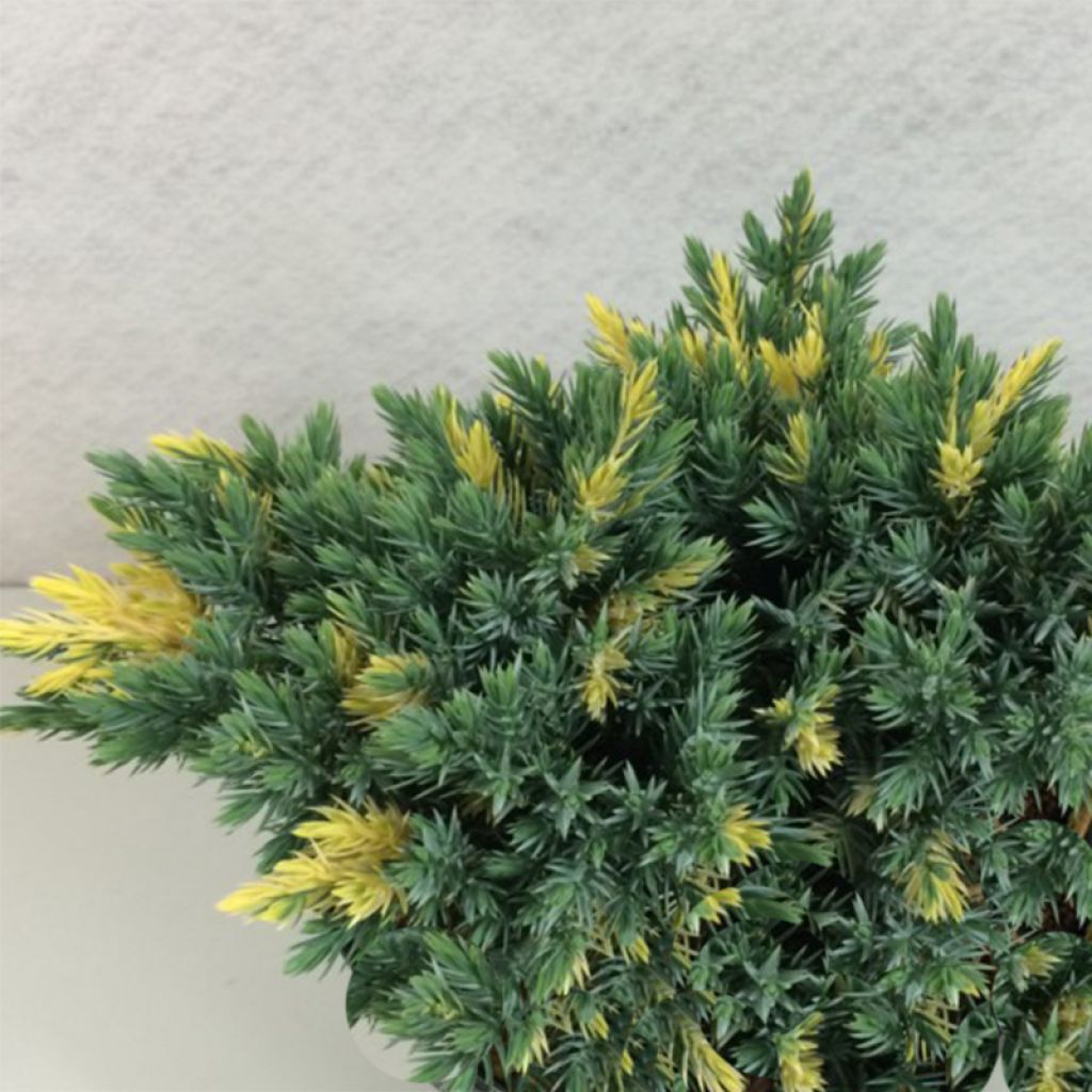 Juniperus squamata Floreant - Genévrier écailleux