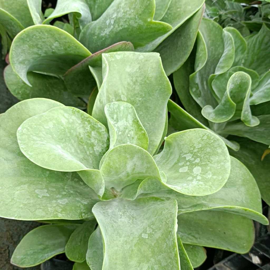 Kalanchoe thyrsiflora Bronze Sculpture