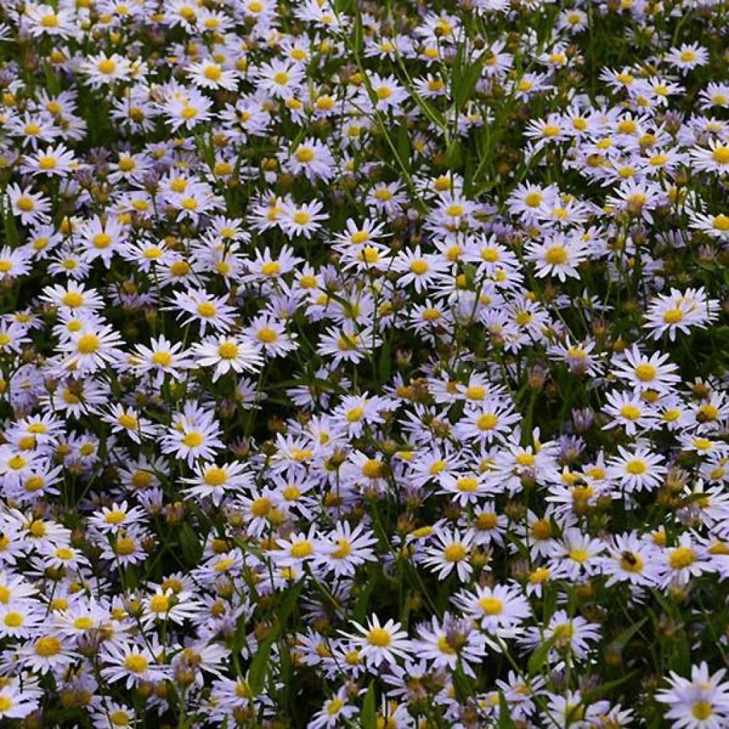 Kalimeris incisa Charlotte - Aster giapponese