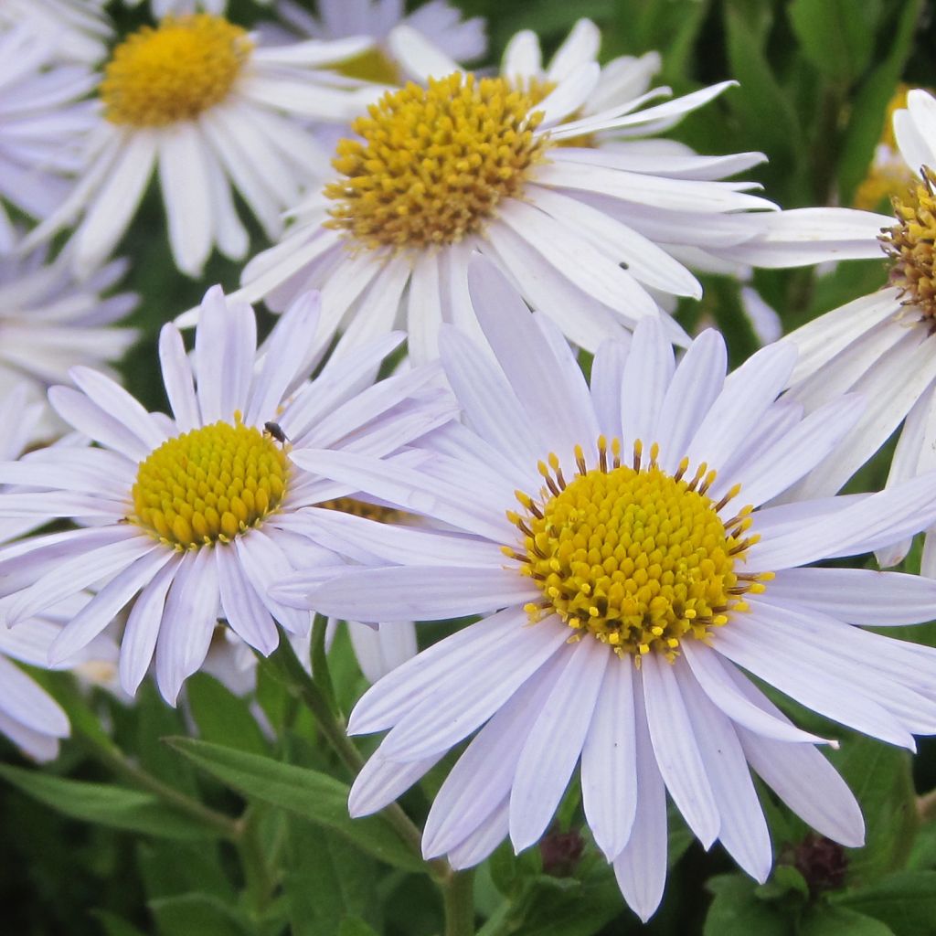 Kalimeris incisa Madiva - Aster giapponese