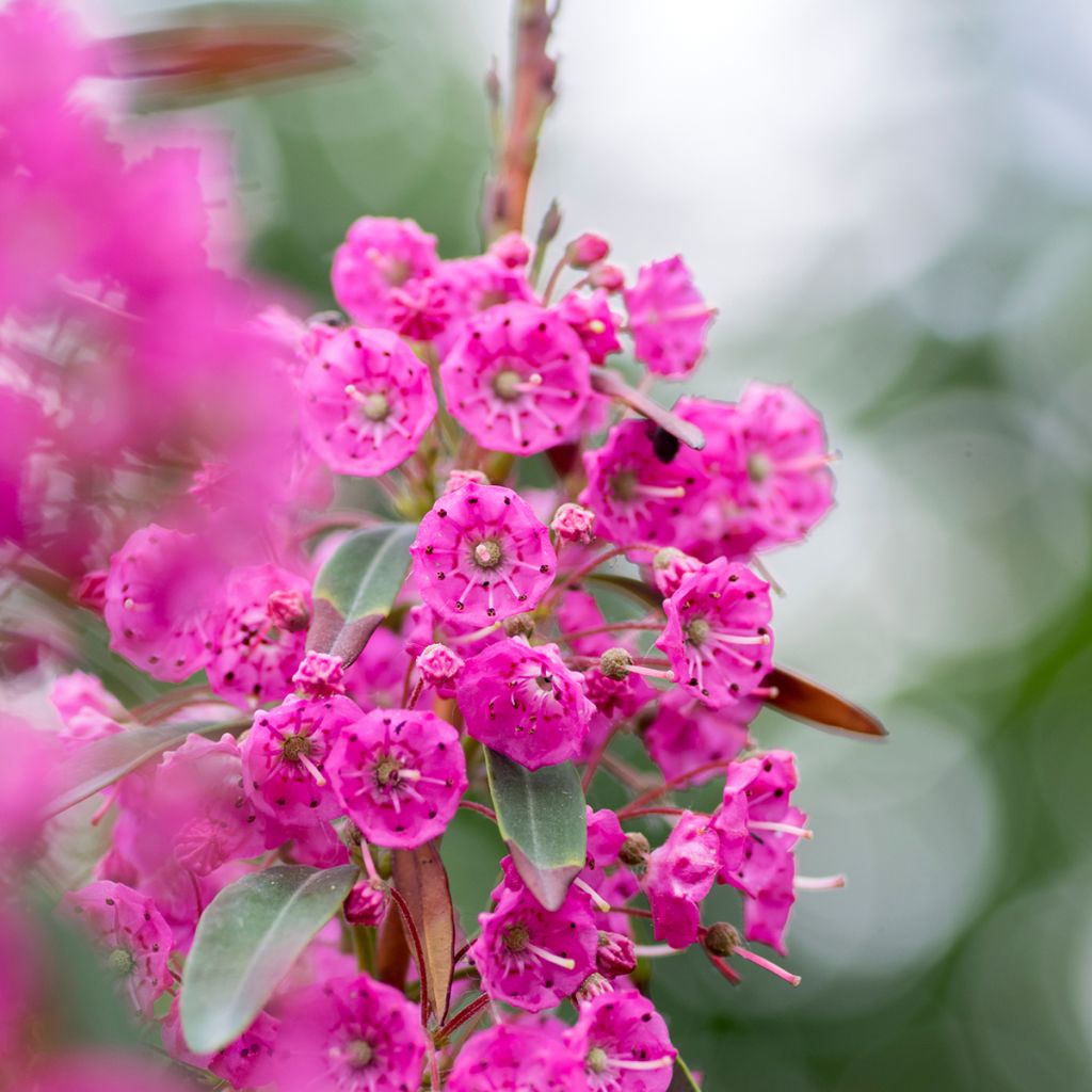 Kalmia angustifolia Rubra