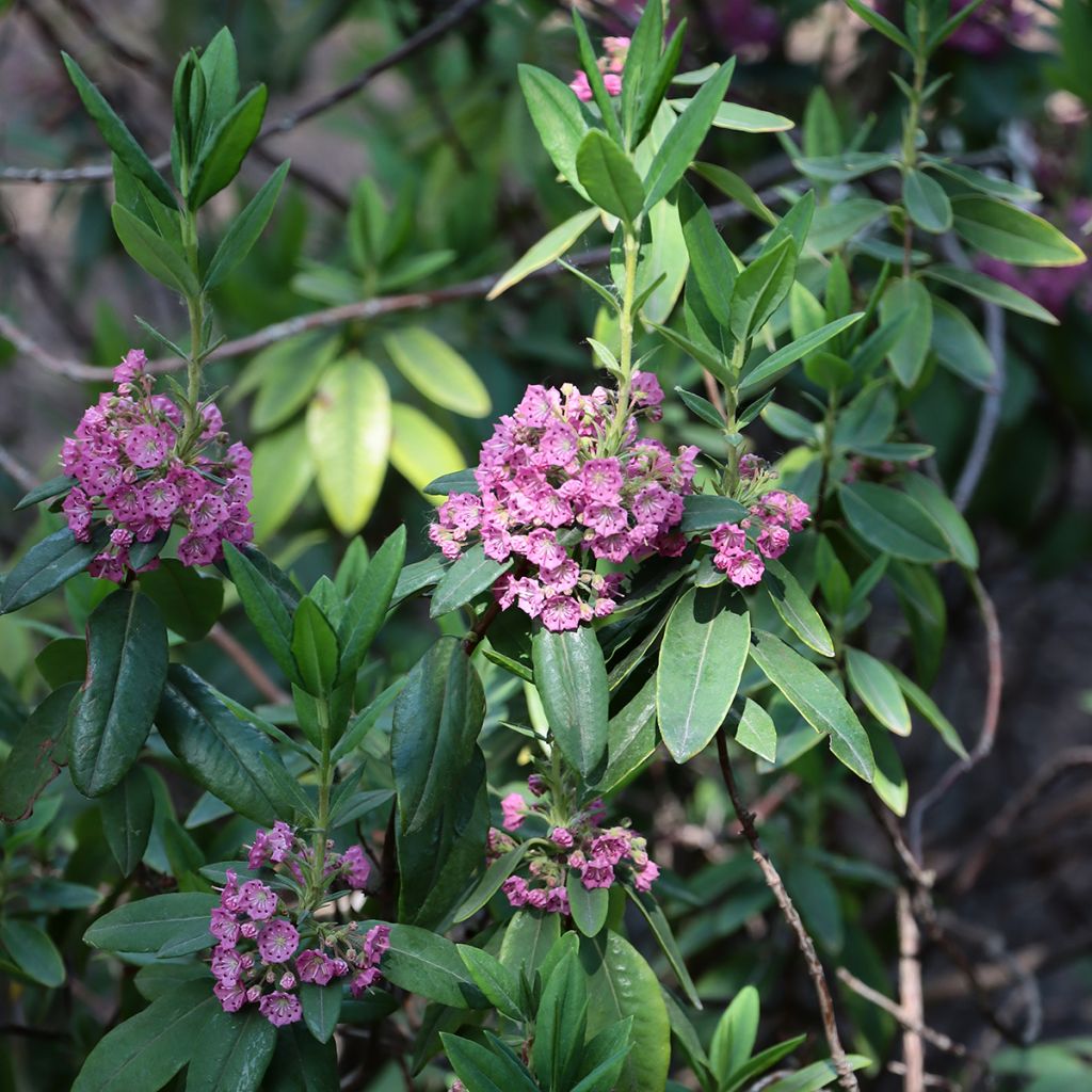 Kalmia angustifolia Rubra