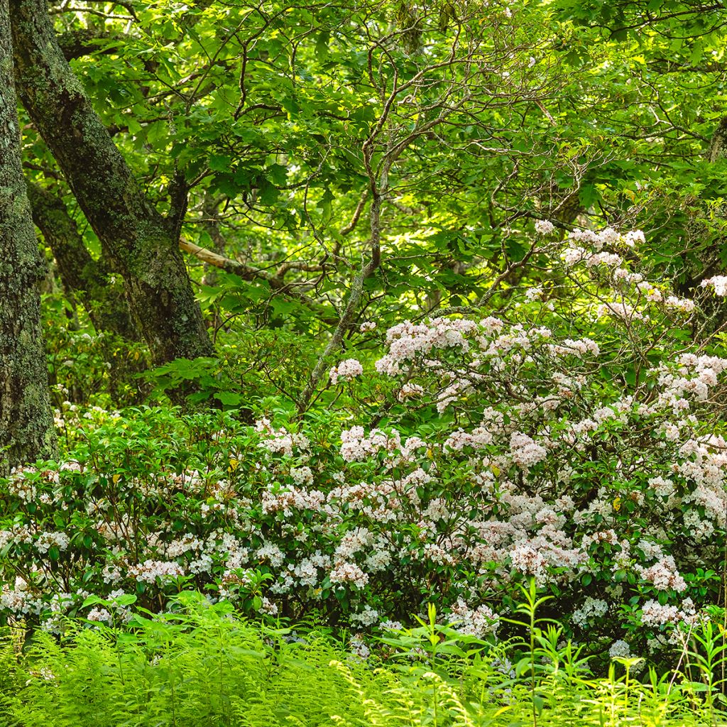 Kalmia latifolia - Alloro di montagna
