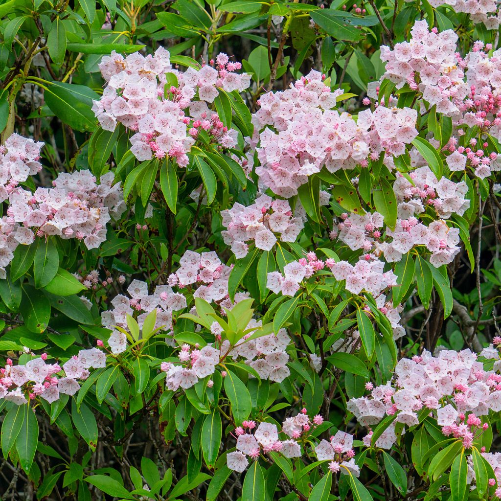 Kalmia latifolia - Alloro di montagna