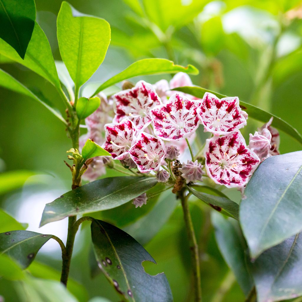 Kalmia latifolia Minuet - Alloro di montagna