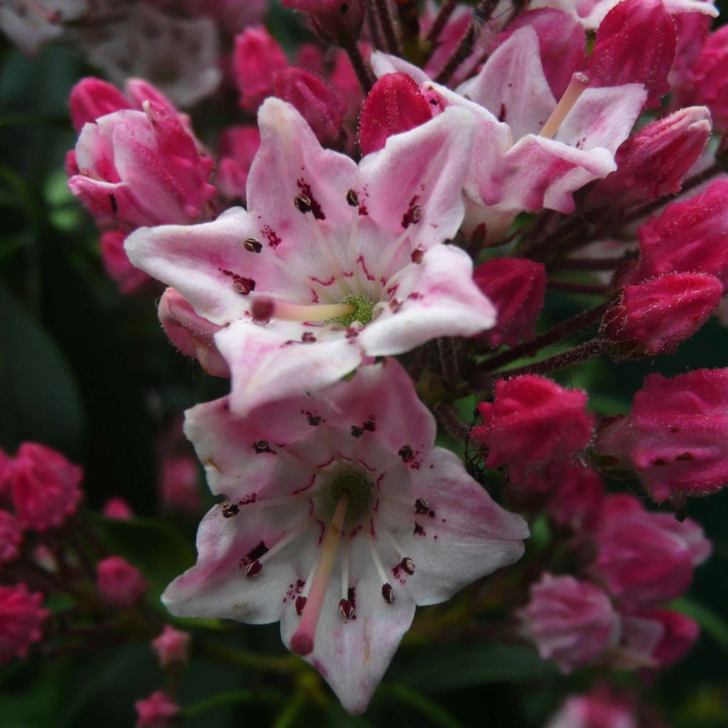 Kalmia latifolia Otsbo Red - Alloro di montagna
