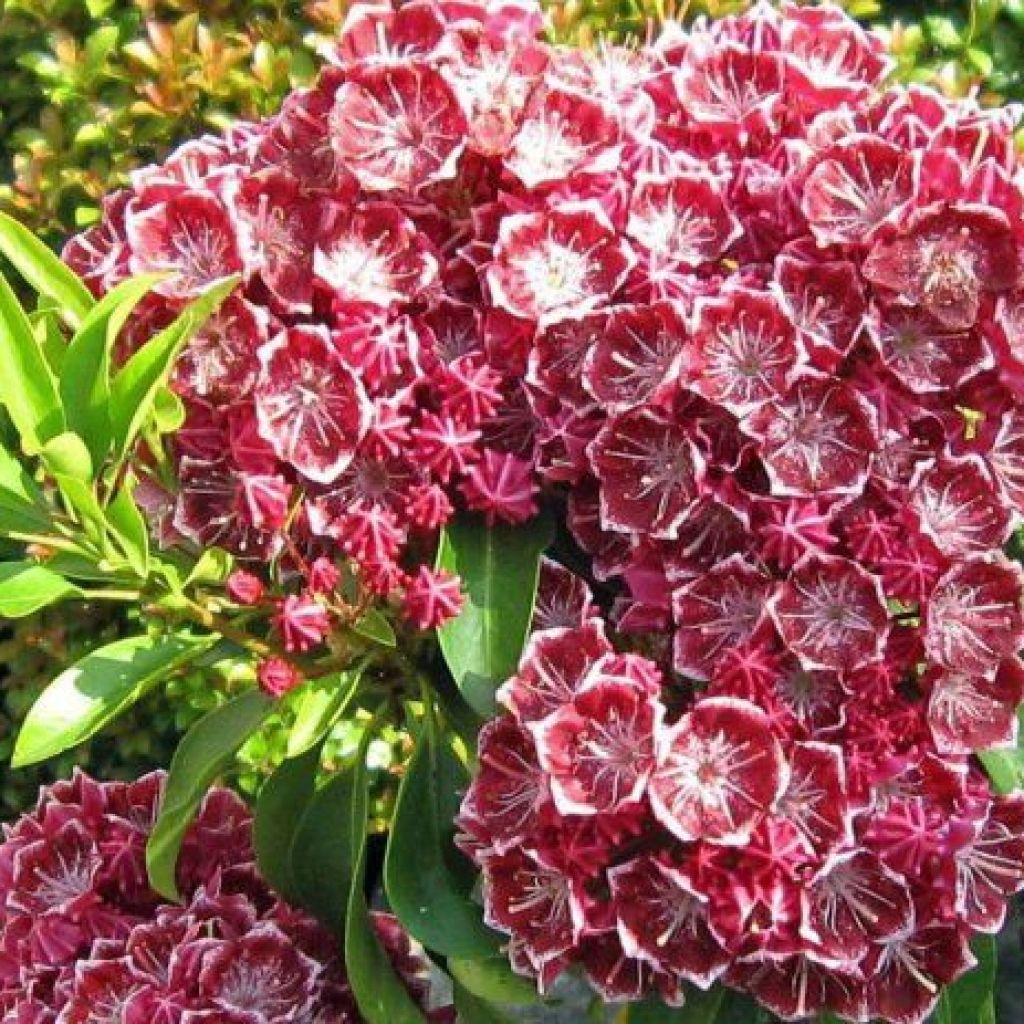 Kalmia latifolia Pinwheel - Alloro di montagna