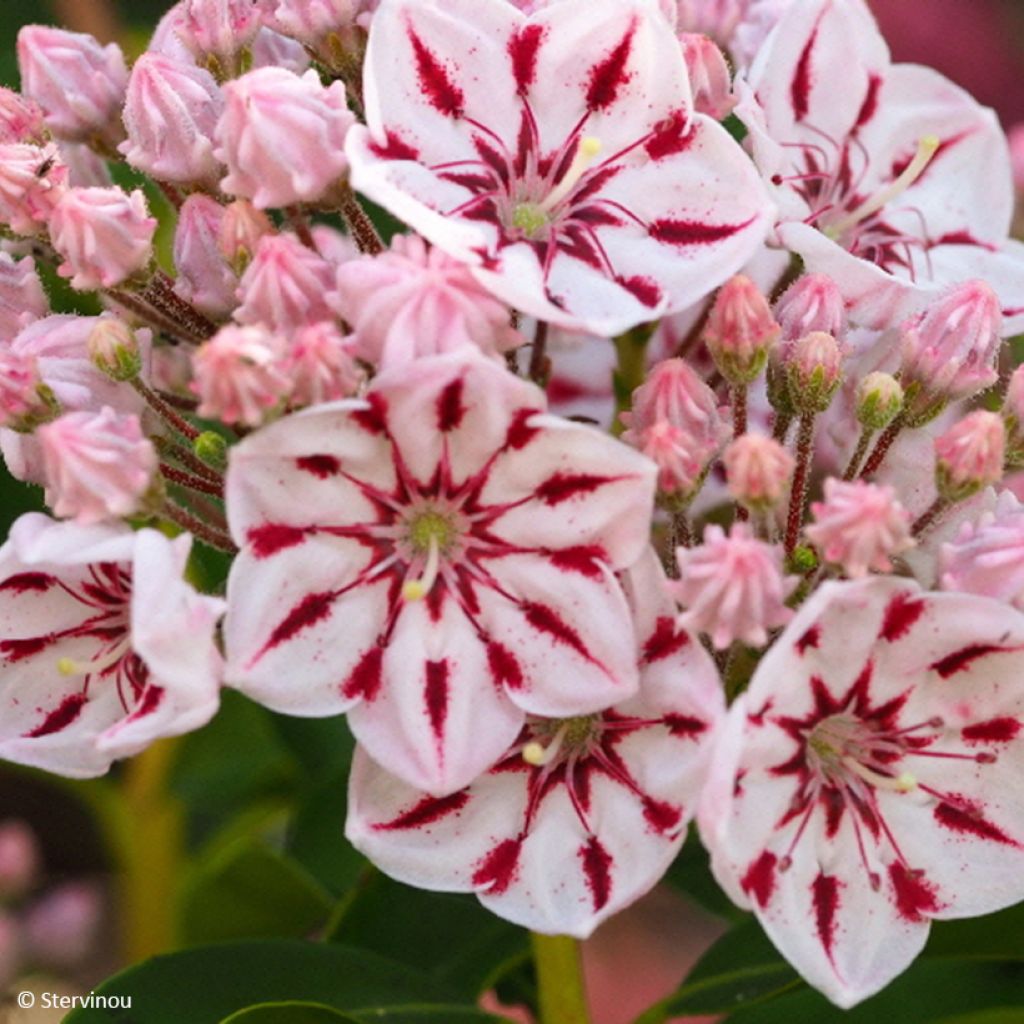 Kalmia latifolia Windmill - Alloro di montagna