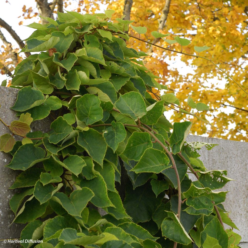 Kiwi Actinidia chinensis Minkimale