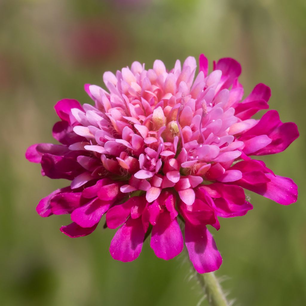 Knautia macedonica Melton Pastels