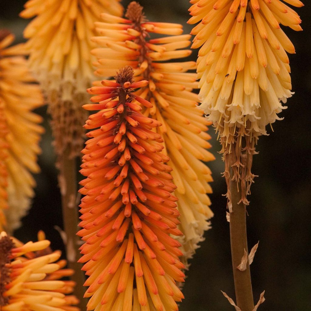 Kniphofia Tawny King - Giglio della torcia