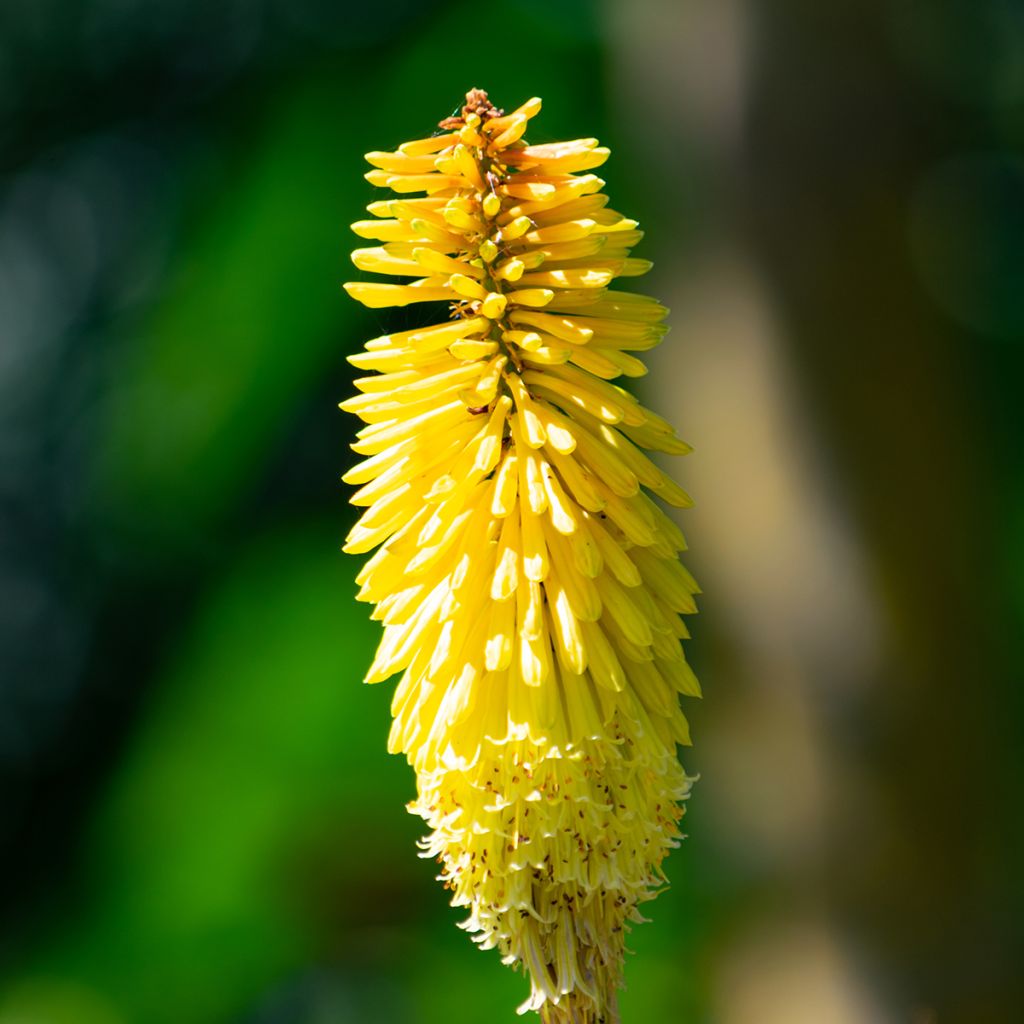 Kniphofia Wrexham Buttercup - Giglio della torcia