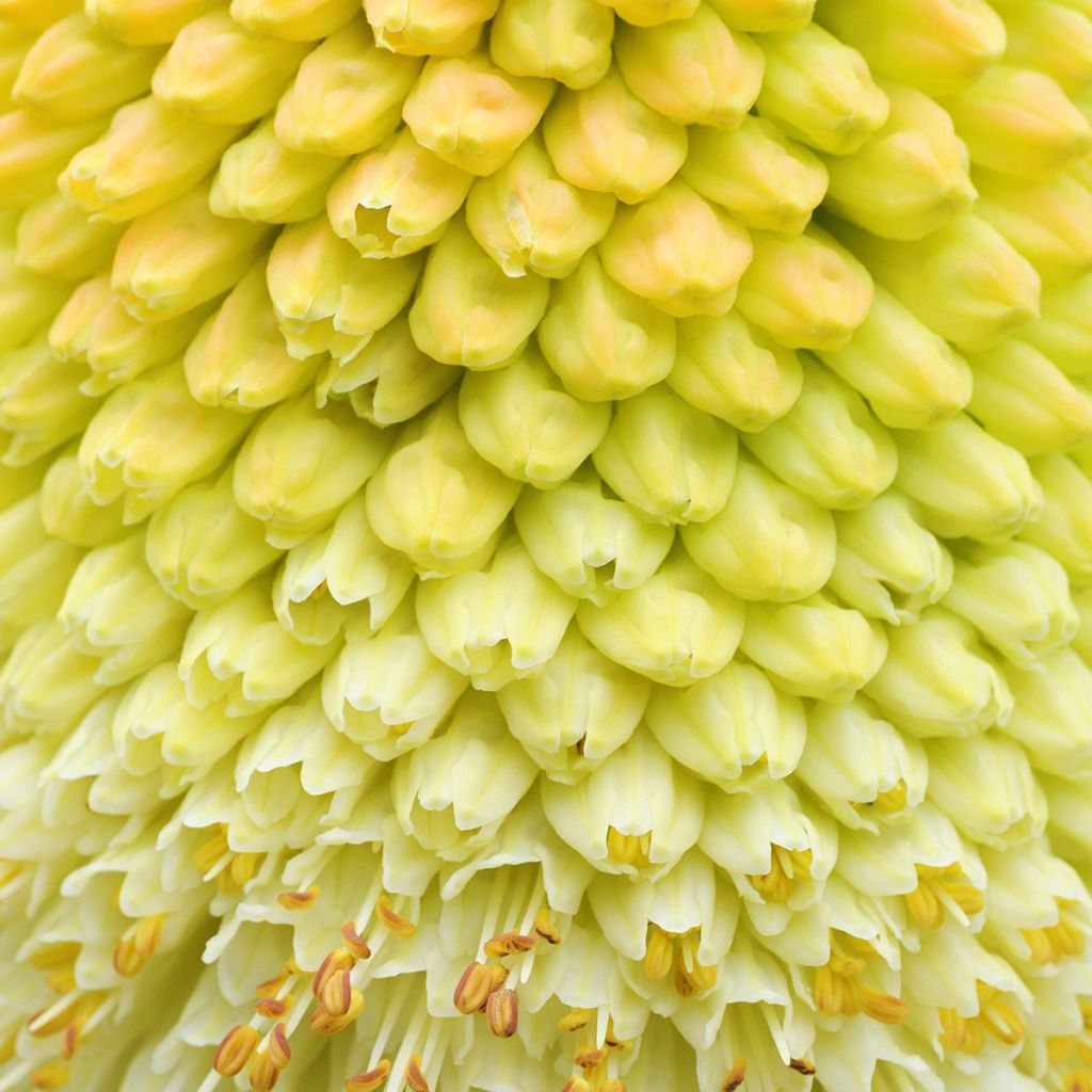 Kniphofia northiae - Giglio della torcia