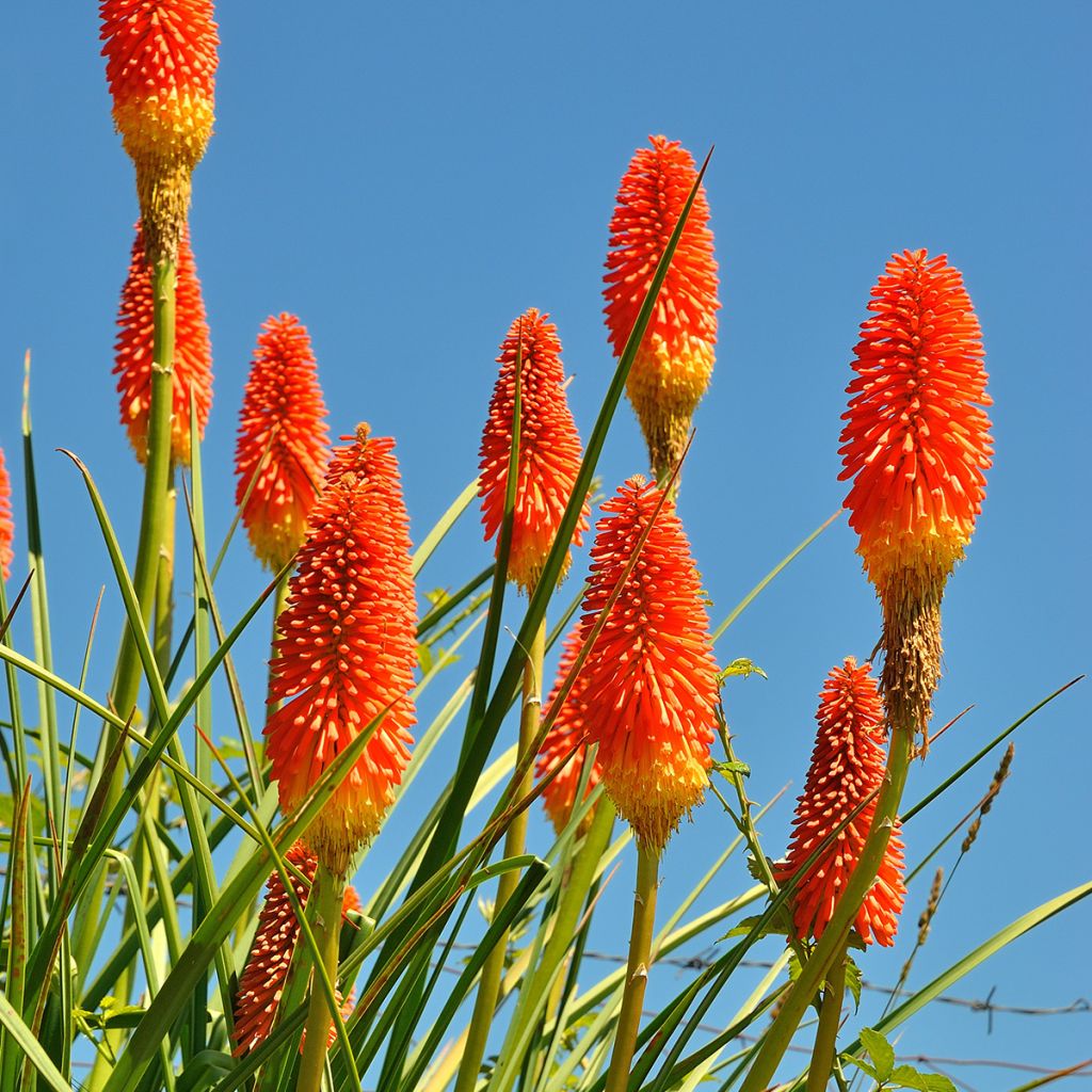 Kniphofia northiae - Giglio della torcia