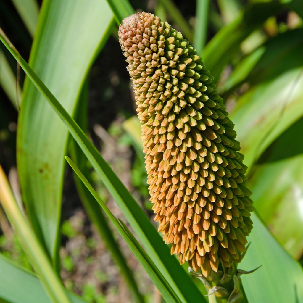 Kniphofia northiae - Giglio della torcia