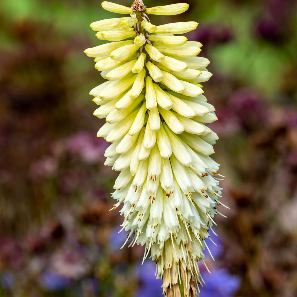 Kniphofia Magical Snow Torch - Giglio della torcia