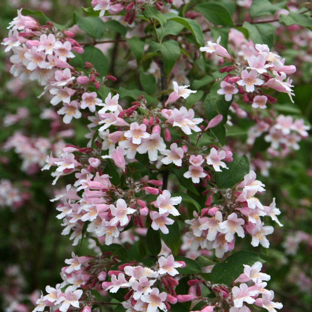 Kolkwitzia amabilis Pink Cloud
