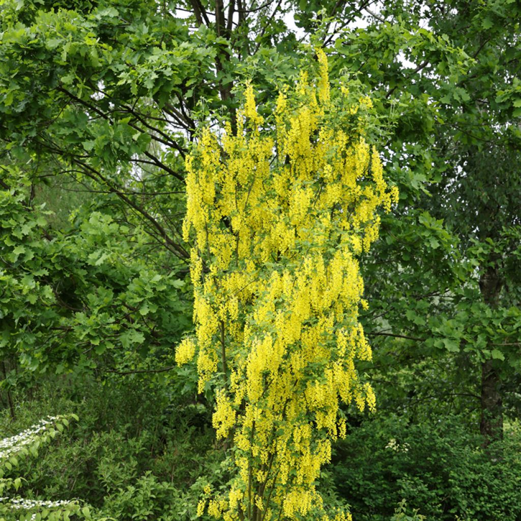 Laburnum anagyroides Yellow Rocket - Maggiociondolo comune