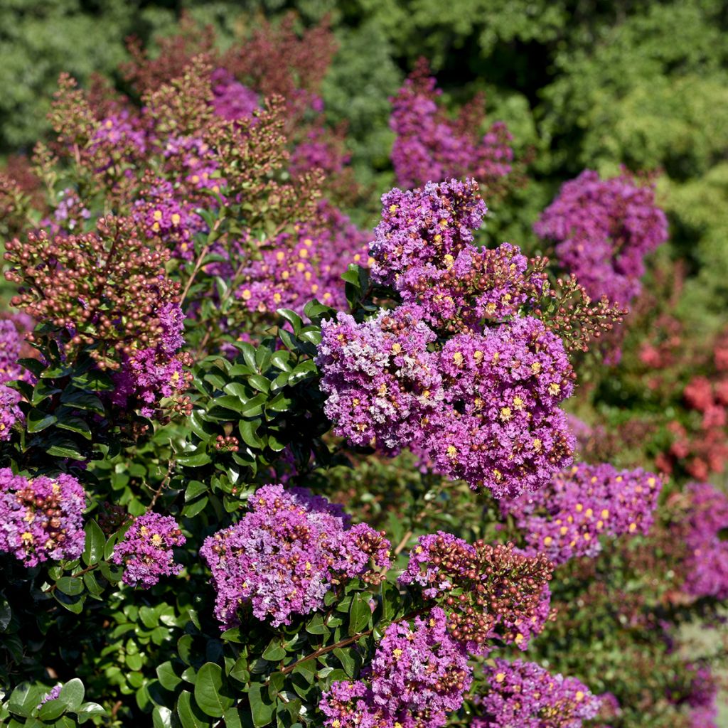 Lagerstroemia indica Purple Magic - Mirto crespo