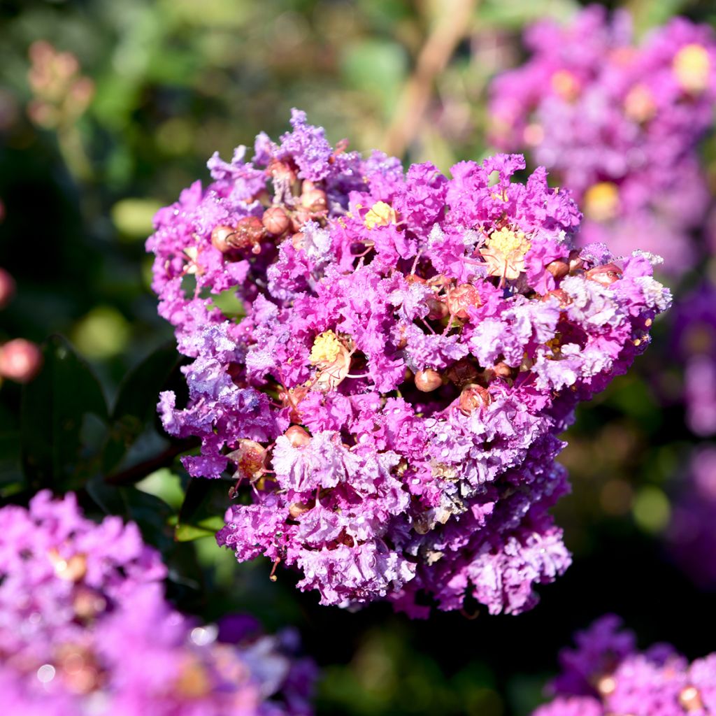 Lagerstroemia indica Purple Magic - Mirto crespo