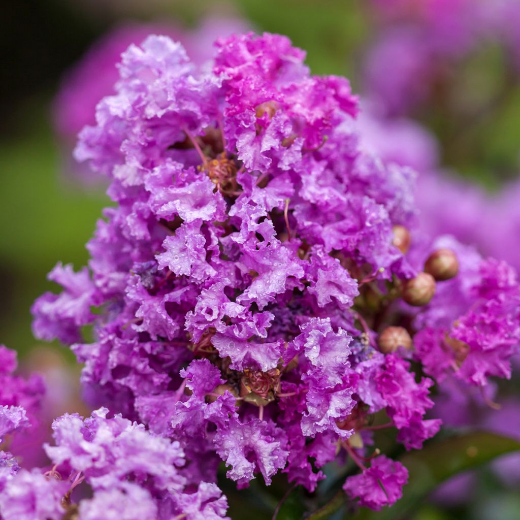 Lagerstroemia indica Purple Magic - Mirto crespo