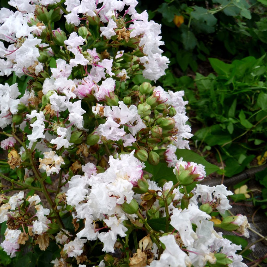 Lagerstroemia Petite Snow - Mirto crespo